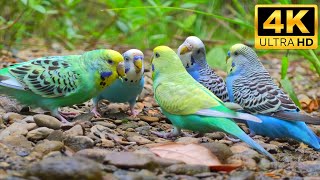 Wild Budgie Flock Feeding in Nature 🌾 Authentic Bird Sounds & Organic Ambience (4K UHD)
