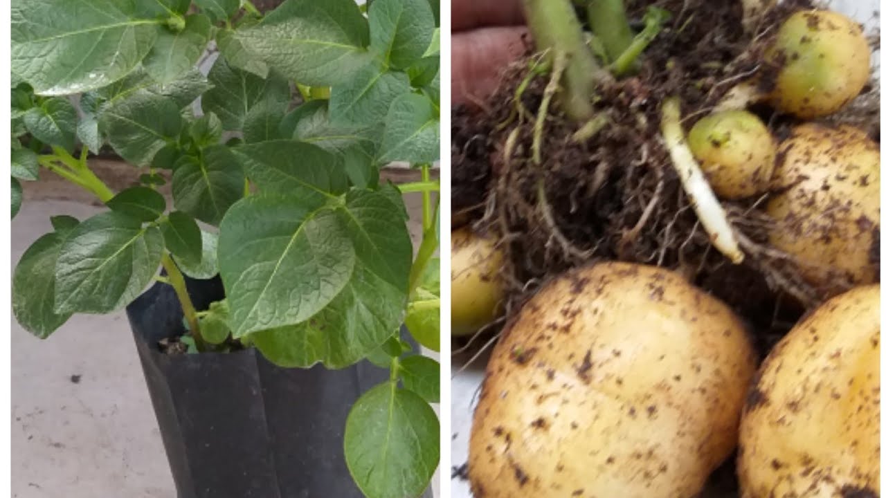 Grow potato in plastic bag/ Get more potato from one plant/ Potato