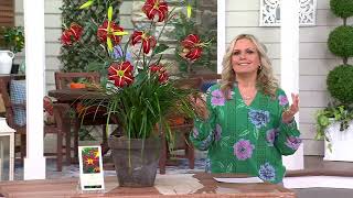 Barbara King 3-Piece Spider Reblooming Autumn Red Daylily Plants on QVC