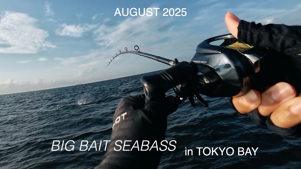 真夏の東京湾でもビッグベイトでシーバス釣れるの？