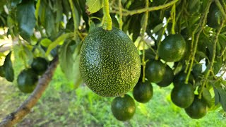 Reed avocado tree Winter update.