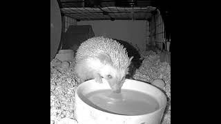 Mr. Hedgy Prickles Thirsty After Exercising #animalshorts #hedgehog