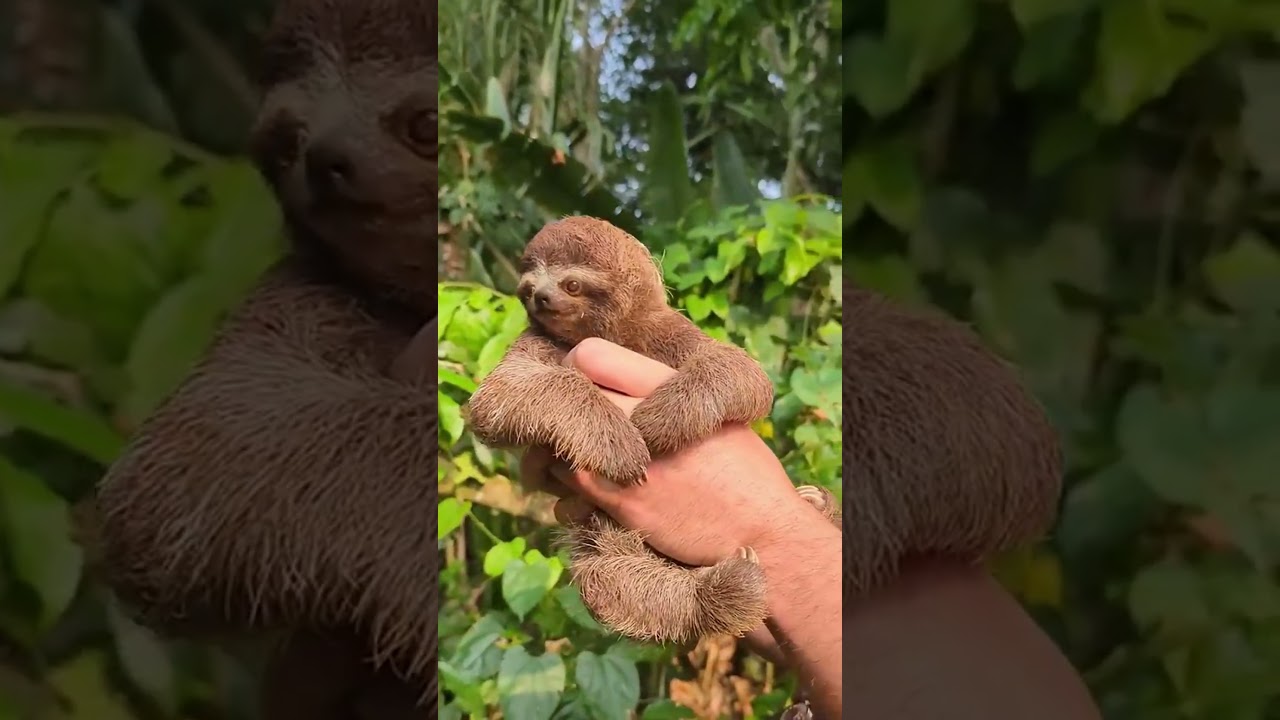 The Most Endangered Animals In The Entire World!