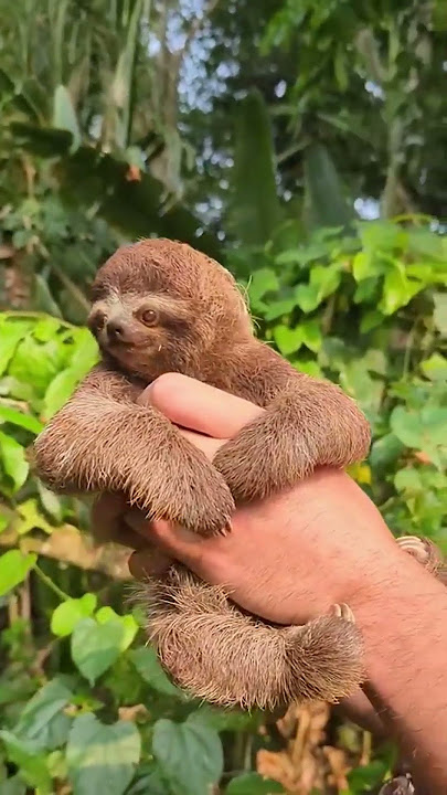The Most Endangered Animals In The Entire World!
