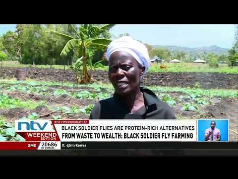 Poultry farmers in Homa Bay resorting to black soldier fly larvae farming