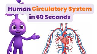 Human Circulatory System in 60 Seconds