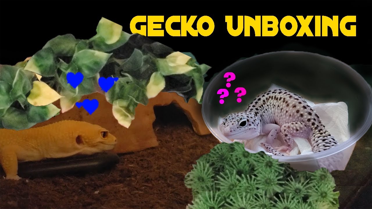 Surprising Lonely Leopard Gecko With A Beautiful Mate (Mack Snow Unboxing) YouTube