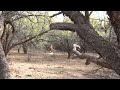 Wild Horse Play - Mark Storto Nature Clips