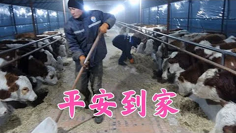雙雙的57頭小牛平安卸車，喂點乾草明天再栓，這環境比在內蒙舒服 - 天天要聞