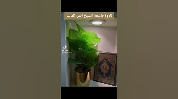 تلاوةخاشعة الشيخ انس المالك