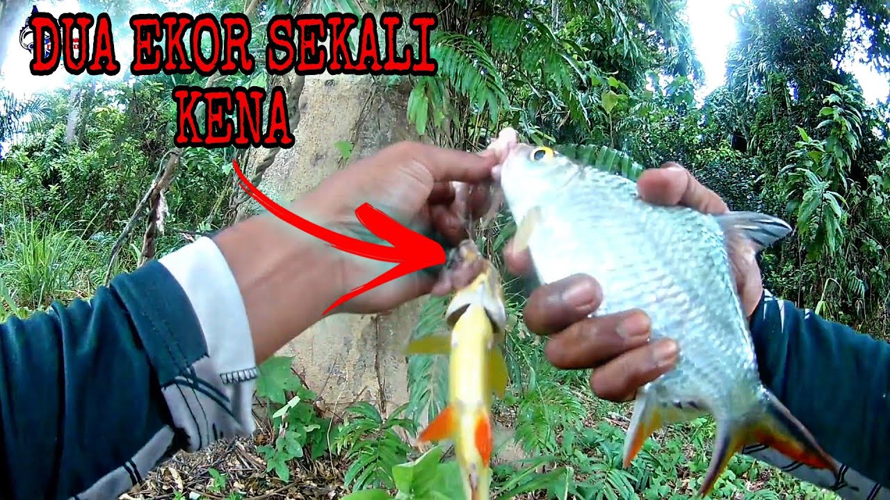 MEMANCING SANTAI-SANTAI DI TEBING SUNGAI PERAK / MANCING LAMPAM SUNGAI