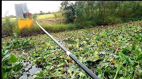 Câu trúng con nước cá thác lát ăn lia lịa#p15 youtube câu cá hóc môn