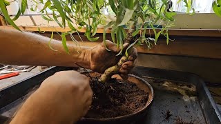 Weeping Willow Bonsai Tree Root Pruning in August?