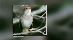 Burung burung sikatan londo masteran mantab  - Durasi: 1:00:49. 