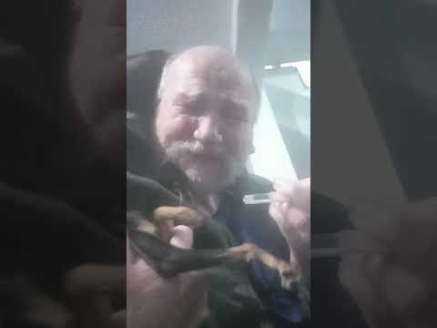 my dog is dying in my arms