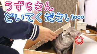 爪とぎの組立てを見守る猫姉弟が対照的で面白い／バリバリボード壁立てつめとぎ／New claw sharpener and cat