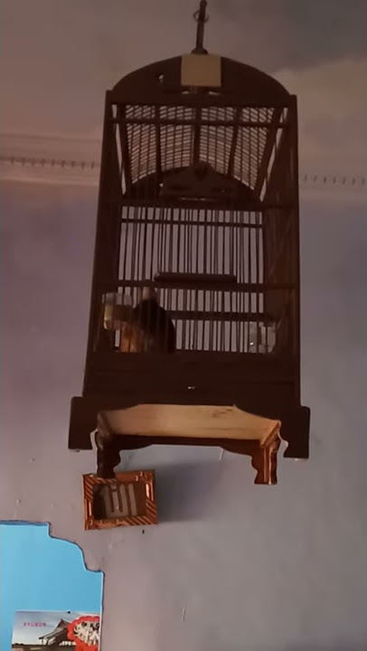 Suara Pancingan Untuk Puyuh GONGGONG