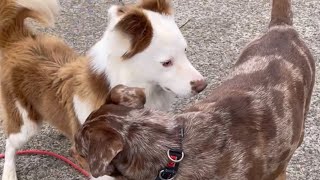 Dogs working through process of their initial meeting￼￼ by Jason Harris Dog Training 2,102 views 6 months ago 3 minutes, 51 seconds