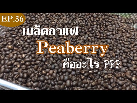 EP.36 มารู้จักกับกาแฟพีเบอรี่ (peaberry)