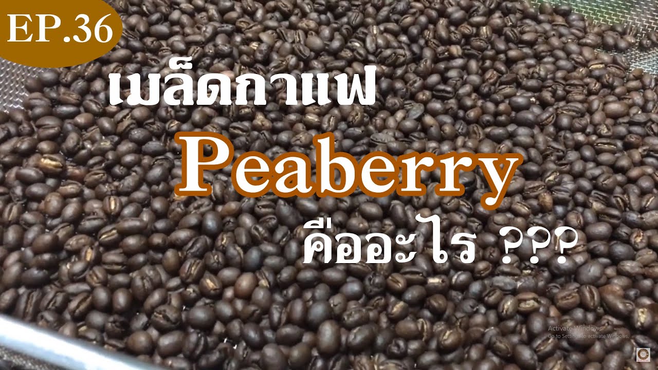 EP.36 มารู้จักกับกาแฟพีเบอรี่ (peaberry) | ข้อมูลทั้งหมดเกี่ยวกับpeaberry coffee คือเพิ่งได้รับการอัปเดต