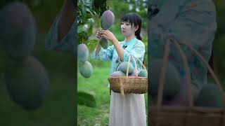 Beautiful Chinese Girl Picking Fruits From The Farm