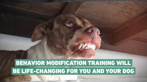 Dog Behavior Modification Classes in San Diego -  Lupa K9