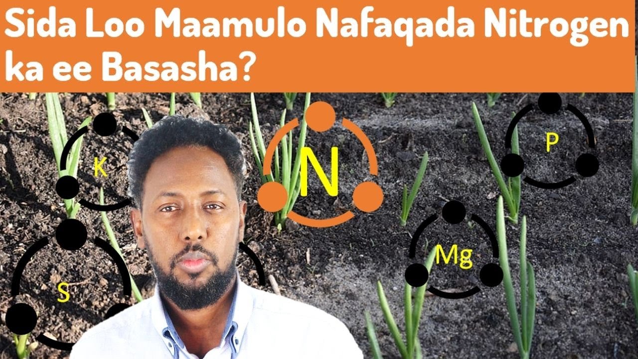 Sida Loo Maamulo Nafaqada Nitrogen ka ee Beeraha Basasha