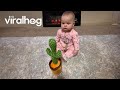 Baby has in depth conversation with talking cactus toy  viralhog