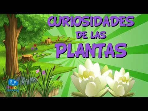 Video: 8 Datos Curiosos Sobre Las Plantas