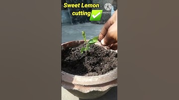 Sweet Lemon Tree Cutting on Aloe Vera(100% Successful)#shorts#viral#shortsfeeds#shortsvideo#ytshorts