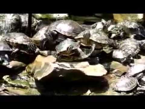 Buy one, and your wishes will come true: Turtles / Schildkröten / Tortues, Kuala Lumpur, Malaysia teichalm wetter