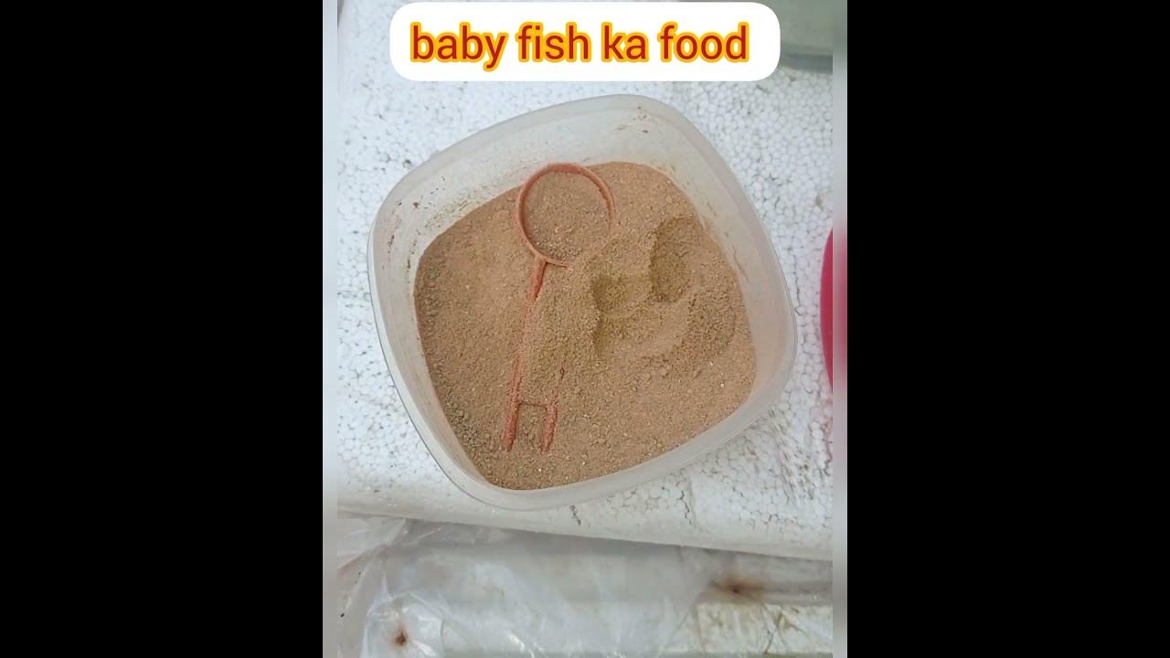 Molly fish ke baby ko khana kayse khilaye Baby fish food ️‍🔥 YouTube
