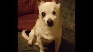 Love you, Pepper. Goodbye, Buddy.
