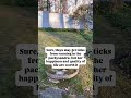 Let Pets Be Pets: The Joyful Path to True Wellness | Holistic Actions!