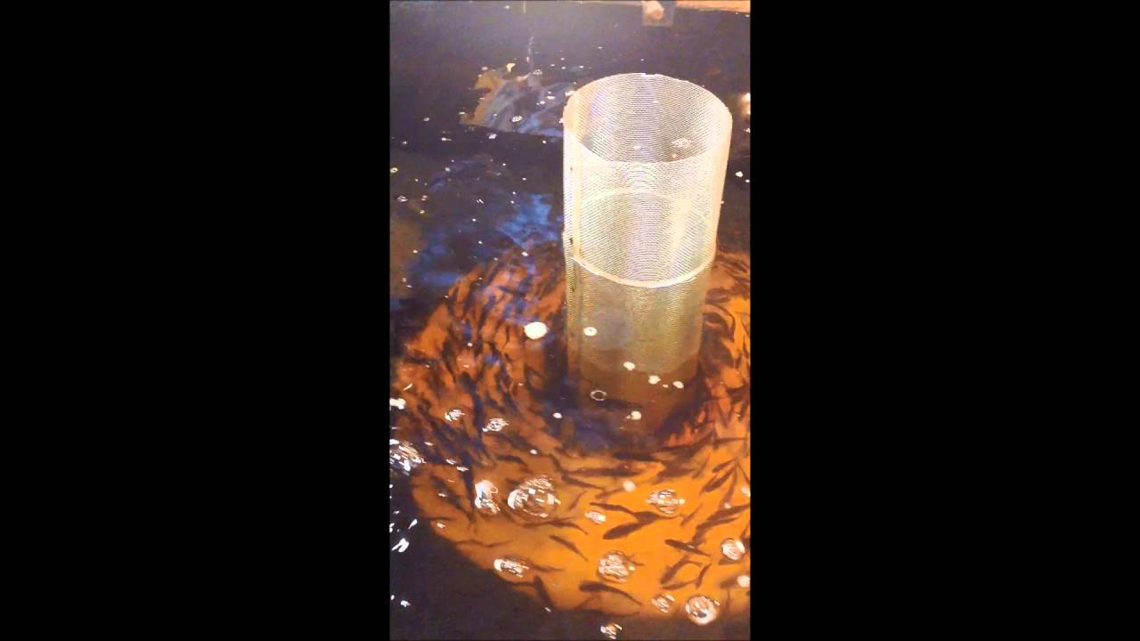 Salmon Fingerling Fin Clipping Downeast Salmon Federation YouTube