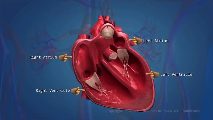 Apa saja organ penyusun sistem peredaran darah manusia brainly?