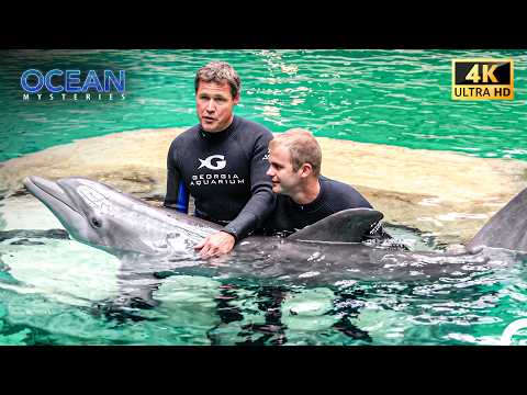 Inside Georgia Aquarium: Dolphin Swimming Experience | 4K Ocean Documentary