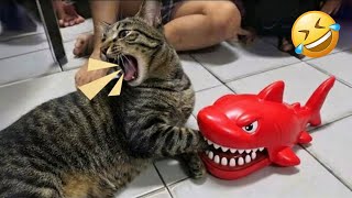 Caught On Camera Funniest Cat Moments Part 1