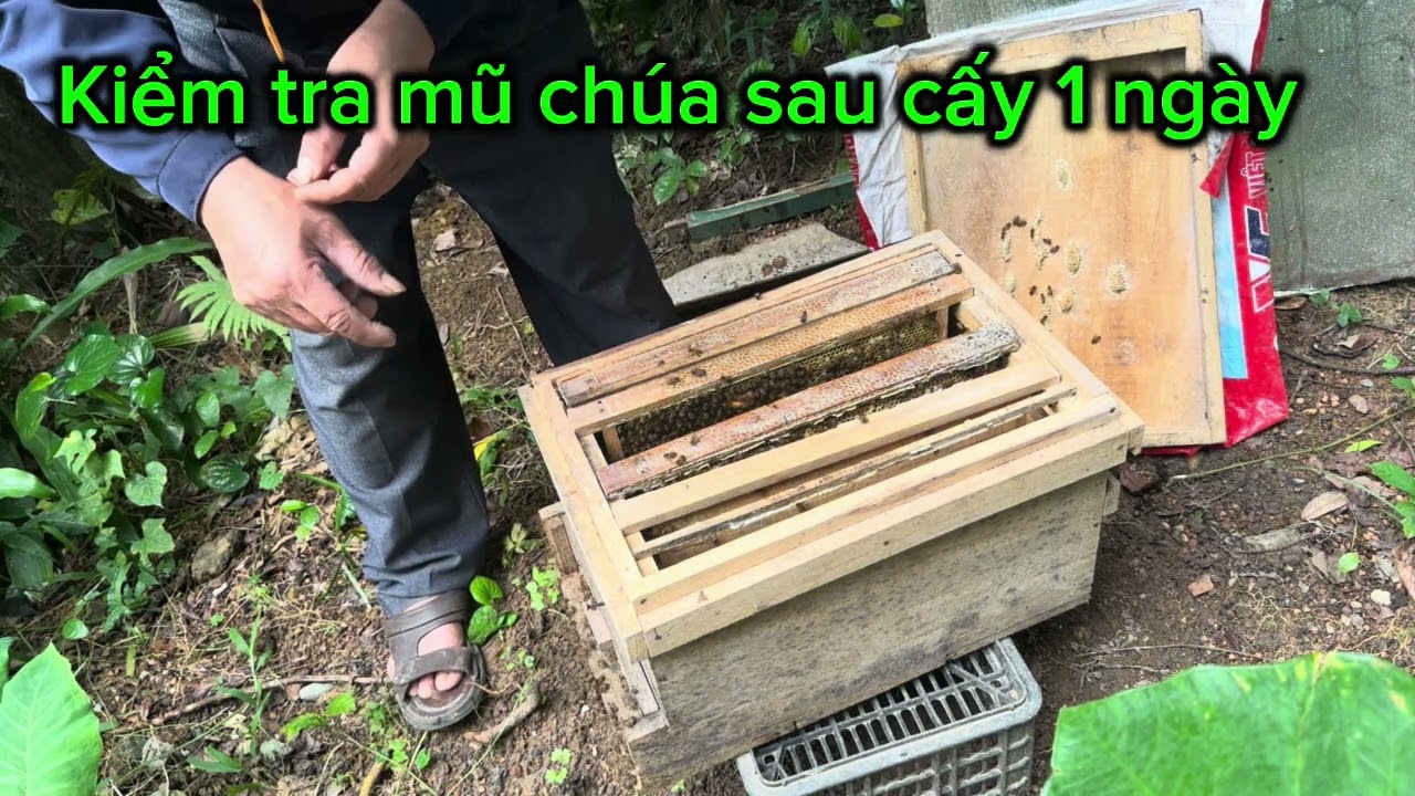 KT CHECK СОВЕРШАЕТСЯ НА МАТЧ 0973160315-0915938224