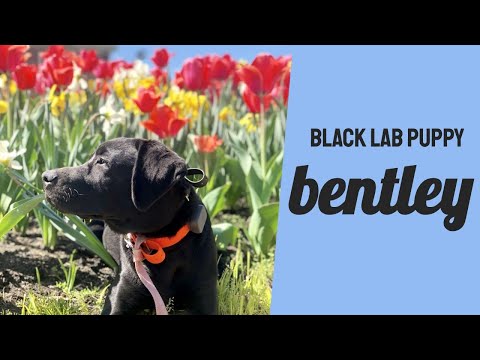 black-lab-puppy-"bentley"-|-amazing-transformation-|-awesome-obedience