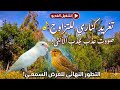 تغريد كناري هائج مع دمج الغابة لجلب الراحة وهدوء صباح