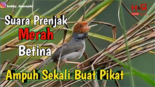 suara prenjak merah betina memanggil jantan| hobby dan rejeki