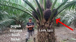 Pupuk Sawit Bikin Buah Makin Besar Padat Dan Berat..