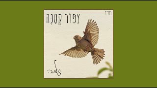 שלמה - צפור קטנה