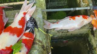 Akhir nya terjadi juga, Selamat tinggal koi, #koiindonesia #koi #koifish #koiblitar #koilovers