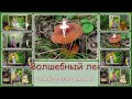 Фото-заменяемый проект  ProShow Producer | Magic forest  |  Волшебный лес |  За грибами