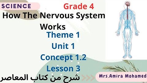 Science grade4| How The Nervous System Works| concept2|lesson3 |Activity 7&8 | First term 2024-2025
