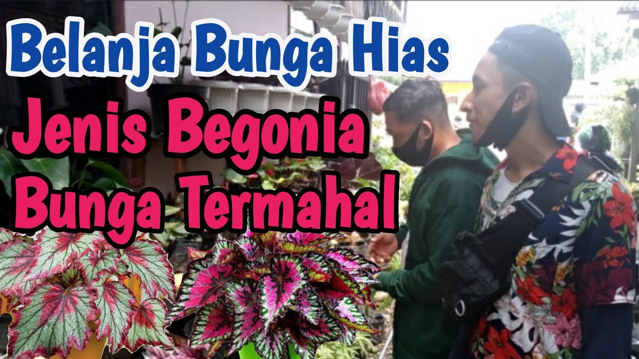 Belanja Bunga  Hias  Jenis  Begonia  Bunga  Termahal YouTube