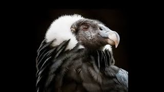 The Top 10 Largest And Most Powerful Birds Of Prey by Duk£ TV 1,060 views 10 months ago 6 minutes, 17 seconds