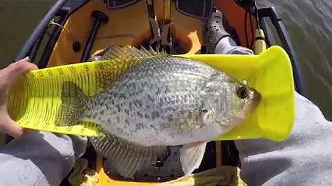 High Rock Lake, NC. UPDATES/catching slabs!